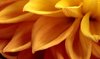 Dahlia