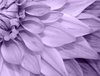 Dahlia