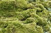 moss texture