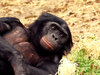 Bonobo