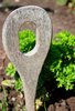 Parsley - vegetable garden