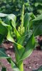 Corn plants