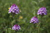 Pyramidal orchids