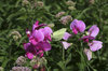Sweet peas and insects