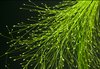 macro grass