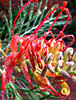 waterdrops tangle