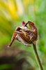 just a flower