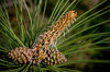 pine