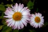 just a flower