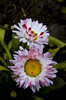 just a flower