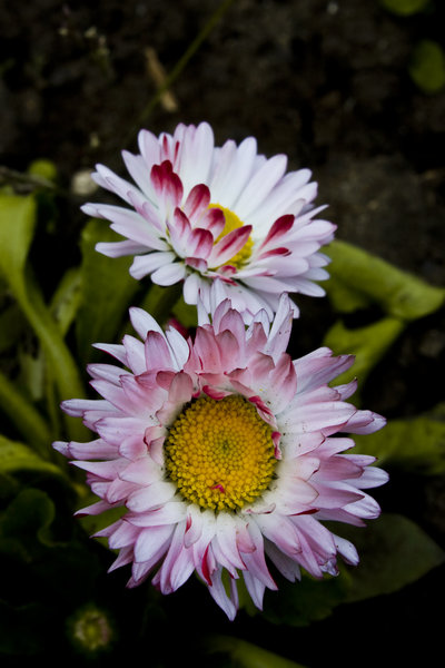 just a flower: no description