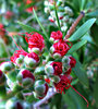 tangled buds