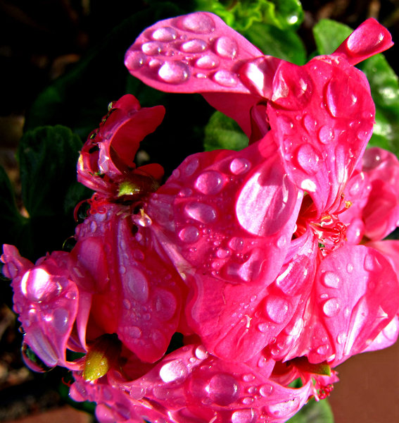 pink geranium raindrops: rain drop covered pink garden geranium or pelargonium,