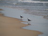 Seaguls