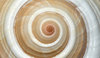Snail shell closeup 1