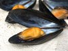 mussels