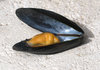 mussels