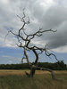 Twisted tree