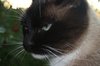 Cat - a little angry