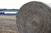 Harvested field