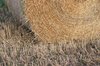Harvested field