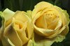 yellow roses