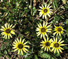 flowering cape weed