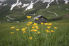 Mountain buttercups