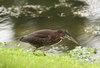 Juvenile Green Heron