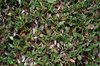 Carpet of leaves