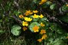 Kingcups