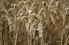 Ripe wheat