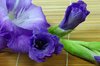gladiolus