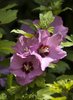 pink hibiscus