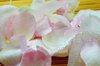 wet petals macro