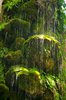 Green waterfall