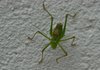 Grasshopper