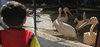 Pelicans