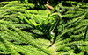 Norfolk pine