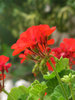 red pelargonuim