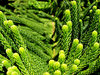 Norfolk pine