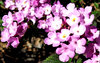 pink lantana