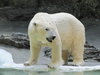 Polar bear.