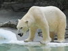 Polar bear.