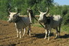 Oxen 1