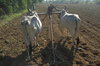 Oxen 3
