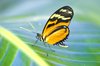 Orange butterfly