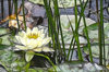Flowers Monet Style