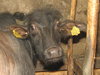 bull