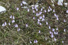 Least snowbell flowers